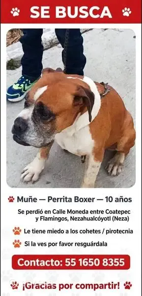 Perro perdido, hembra, Calle Moneda, 229, Ciudad Nezahualcóyotl — miedo a los cuetes - photo