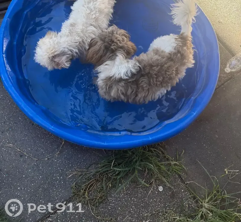 Missing dog Male, Houston (usl547501) - photo