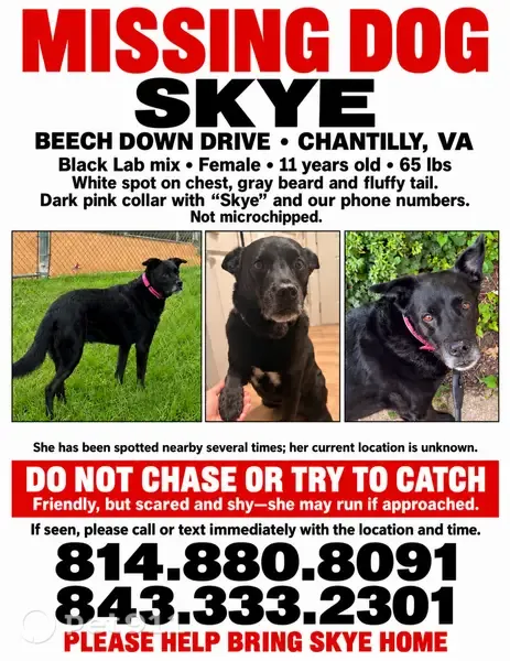 Missing dog Female, Charlotte (usl547515) - photo