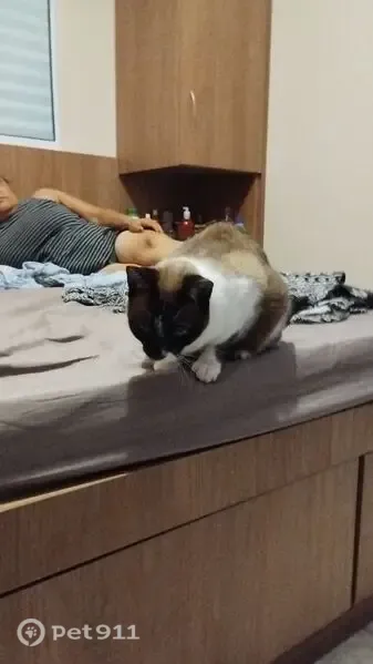 Gato desaparecido Fêmea (brl003516) - photo