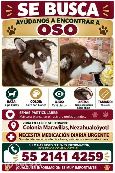 Perro perdido Macho, Ecatepec de Morelos (mxl489931) - photo