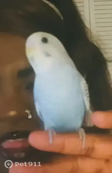 Missing bird Female, Minneapolis (usl547533) - photo