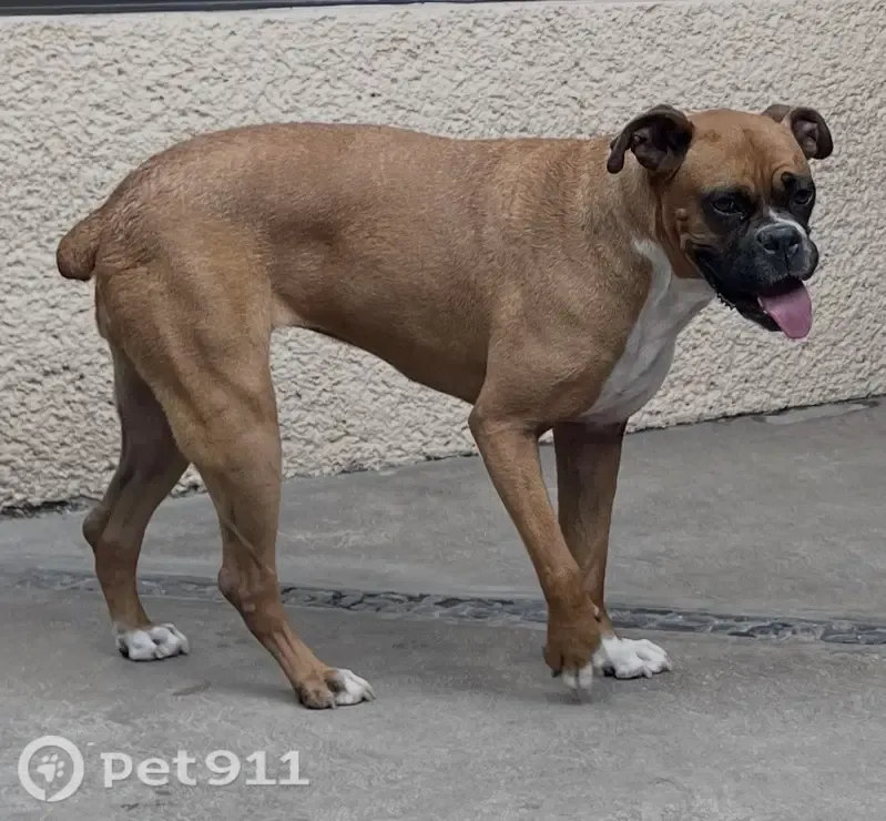 Perro perdido Hembra, Mexico City (mxl489932) - photo