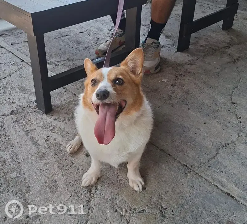 Perro perdido Hembra, Puerto Vallarta (mxl489933) - photo