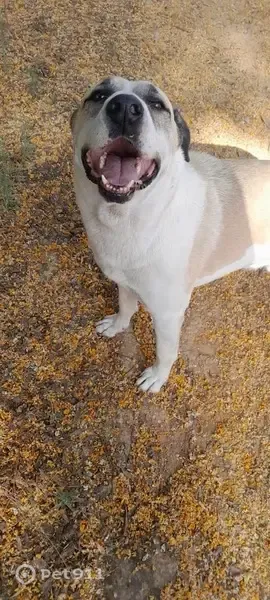 Perro perdido, Diseminado el Regidor, 14, Alcalá de Guadaíra, Dos Hermanas — mastín español canela y blanco - photo