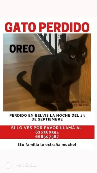 Gato perdido macho, Parque de Belvís, Santiago de Compostela — negro y de dos años - photo