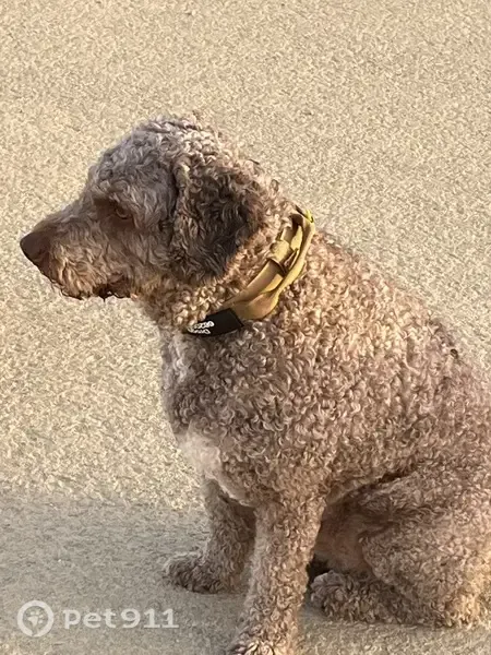Perro perdido, Calle de la Traiña, 1, El Zabal, La Linea de la Concepcion — macho, color crema, 9 años - photo