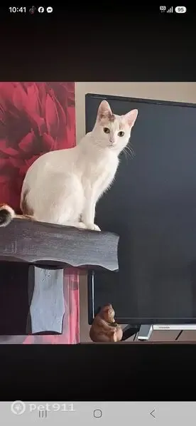 Lost cat, Westfield Road, 40, Rowley Regis — female, white with tabby markings - photo