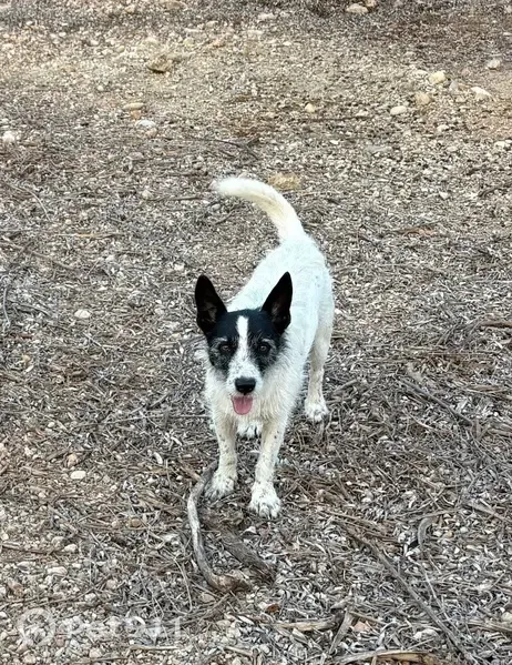 Perro perdido, Tortosa — muy sociable - photo