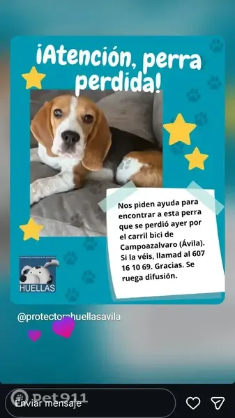 Perro perdido, Ávila, Valladolid — tricolor y de carácter asustadizo - photo
