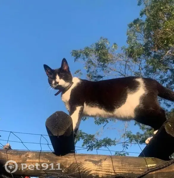Lost cat, Broadlands Road, England, Southampton — black and white female cat - photo
