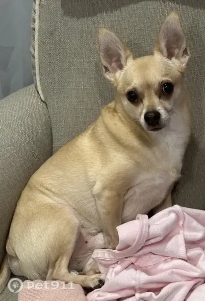 Lost dog, Pearl Road, Ohio, Cleveland — skittish 12-year-old Chihuahua with a light gray collar - photo