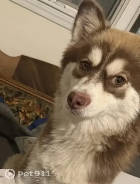 Lost dog, female, Aspen Ridge Drive, 5118, Columbia — pointy ears and bushy tail - photo