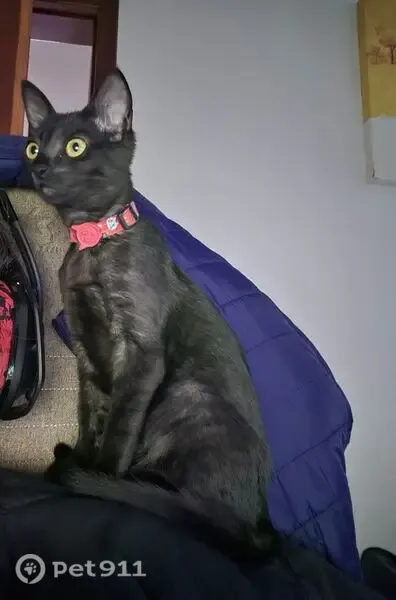 Gato perdido, Rua Olindina Julia Patrício, 160, Palhoça — gatinha preta, filhote - photo