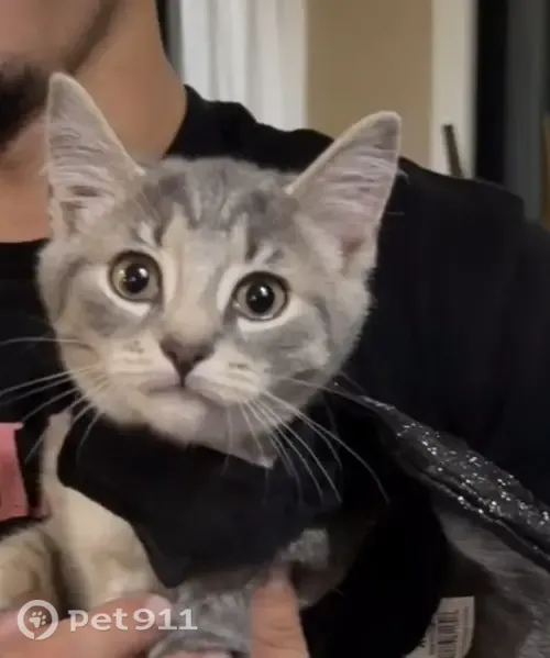 Lost male cat, Southwood Road, 16, Newington — grey and white, about 3 months old - photo