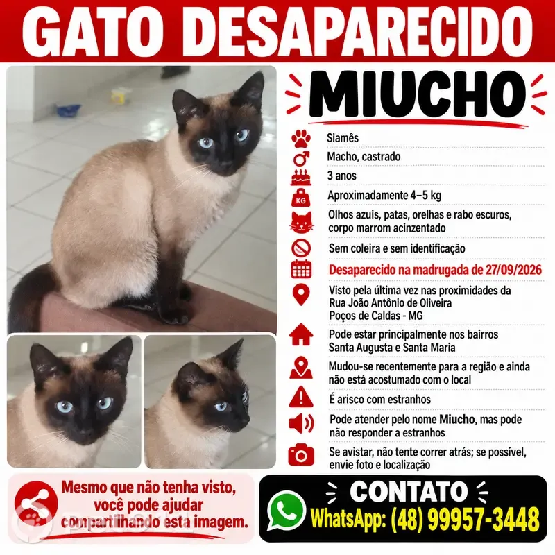 Gato perdido, Rua João Antônio de Oliveira, 221, Poços de Caldas — olhos azuis - photo