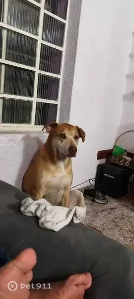 Cachorro perdido, Extrema, Minas Gerais — dócil e atende pelo nome Bento - photo
