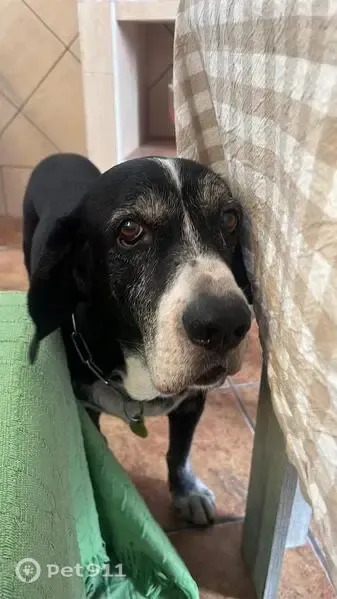 Perro perdido, Villanueva de la Concepción, Andalucía, Antequera — tiene problemas de visión y oído - photo