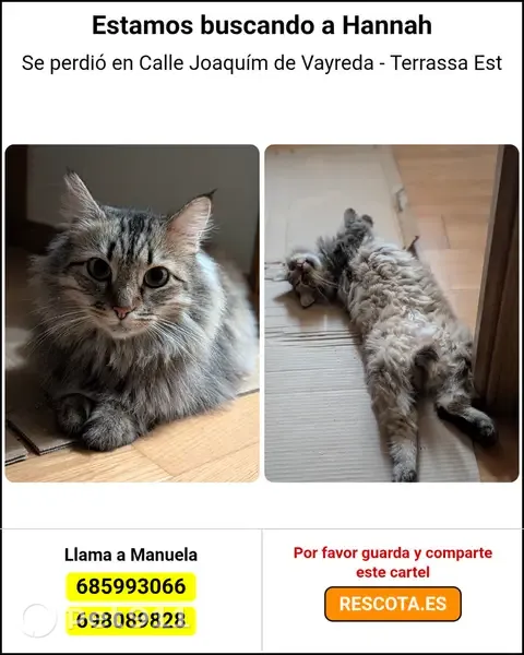 Gato perdido, Carrer de Joaquim Vayreda, Terrassa — hembra grisácea de ojos verdes - photo