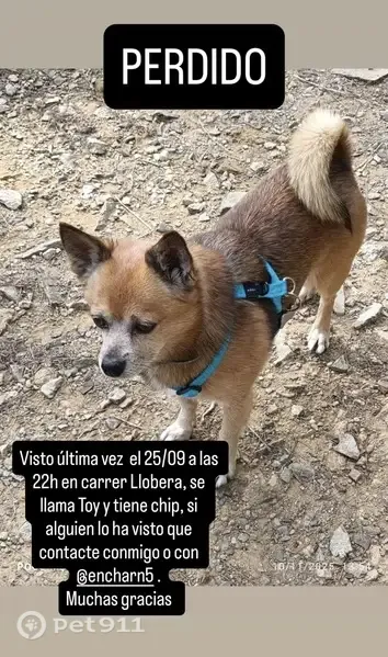 Perro perdido macho, Carrer de Llobera, 12, Nou Barris - photo
