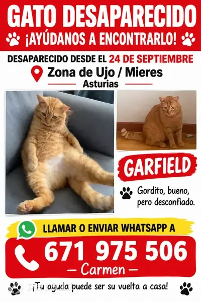Gato perdido, Ujo, Mieres, Asturias, España, Pozuelo de Alarcon — pelirrojo y gordito - photo