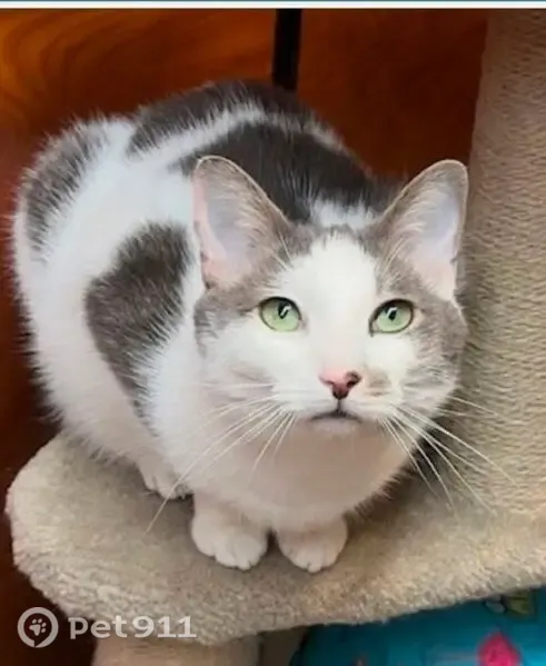 Lost cat, Wesley Chapel Road, 2458, Decatur, Norcross — male with bright green eyes - photo