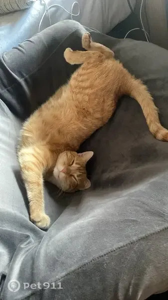 Gato perdido, Calle la Magdalena, 2, Segovia — naranja/amarillo y 3 patas - photo