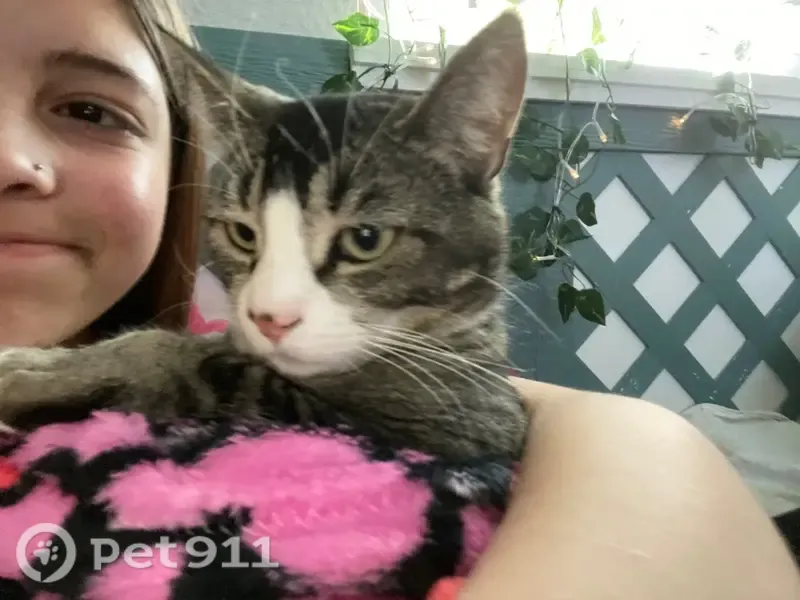 Lost cat, female, Cheyenne Meadows Road, 1236, Arlington — sweet with green eyes - photo
