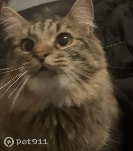 Lost male cat, Chapel Hill, North Carolina, Charlotte — very fluffy tail - photo