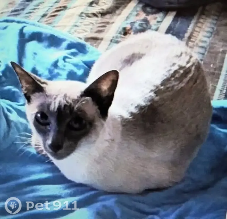 Lost female cat, Liberty Avenue, 1837, Reading — blue Siamese, 9 years old - photo
