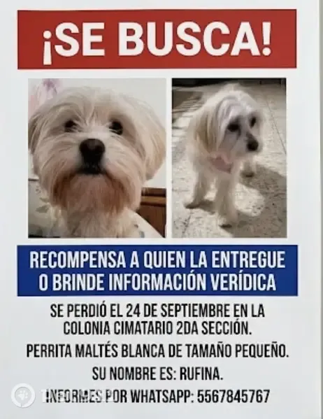 Perro perdido, hembra, Calle Motolinia, Santiago de Querétaro, Zapopan — maltés blanco con tonos marfil - photo