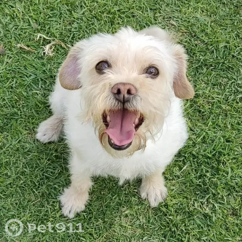 Perro perdido, hembra, 1ra Cerrada de Carril, Ciudad de México, Iztapalapa — cruza de Schnauzer beige - photo