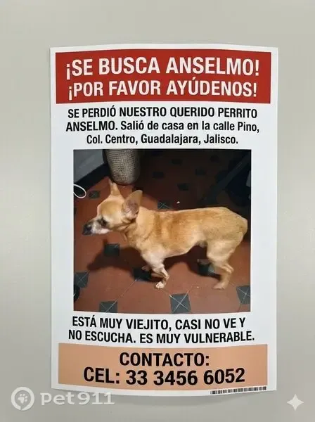 Perro perdido, Calle Pino Suárez, Guadalajara — chihuahua viejito, casi no escucha - photo