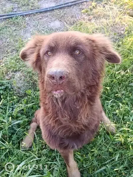 Perro perdido, Benahadux, Andalucía, Almeria — grande y marrón, con 3 patas - photo