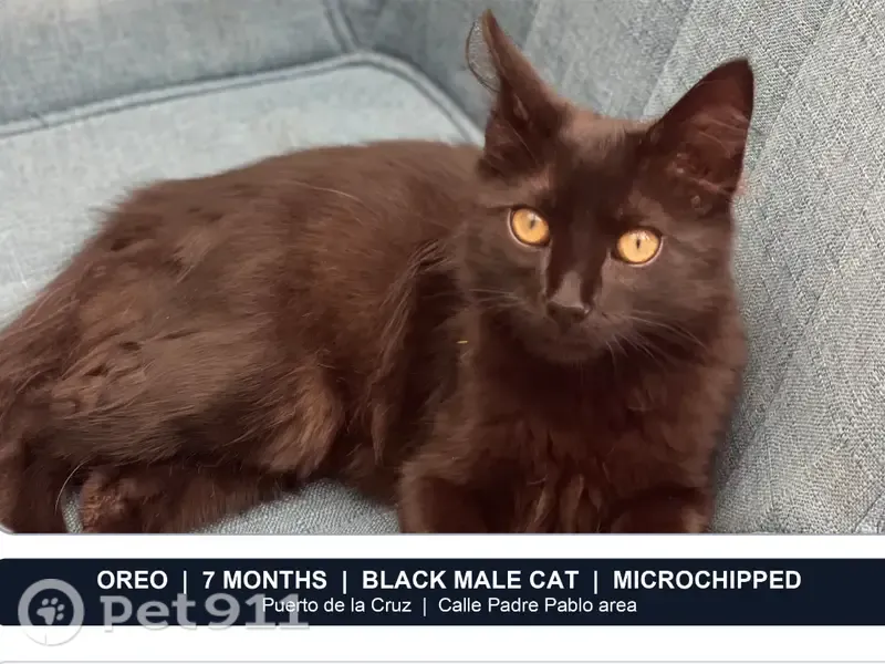 Gato perdido, Calle Padre Pablo, Puerto de la Cruz, La Orotava — negro, 7 meses - photo
