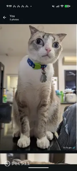 Lost cat, Seletar Green View, 22, Serangoon — male with a flipped ear and blurred eye - photo