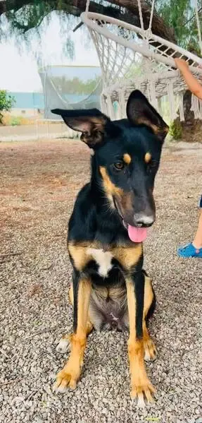 Perdido perro, Puerto Lumbreras, Lorca — hembra dócil de 8 meses - photo