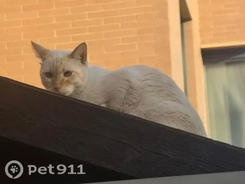 Gato encontrado, Calle Sócrates, Mairena del Aljarafe, Madrid - photo