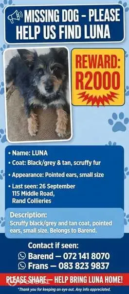 Lost dog, Middle Road, 115, Brakpan — female with pointed ears - photo