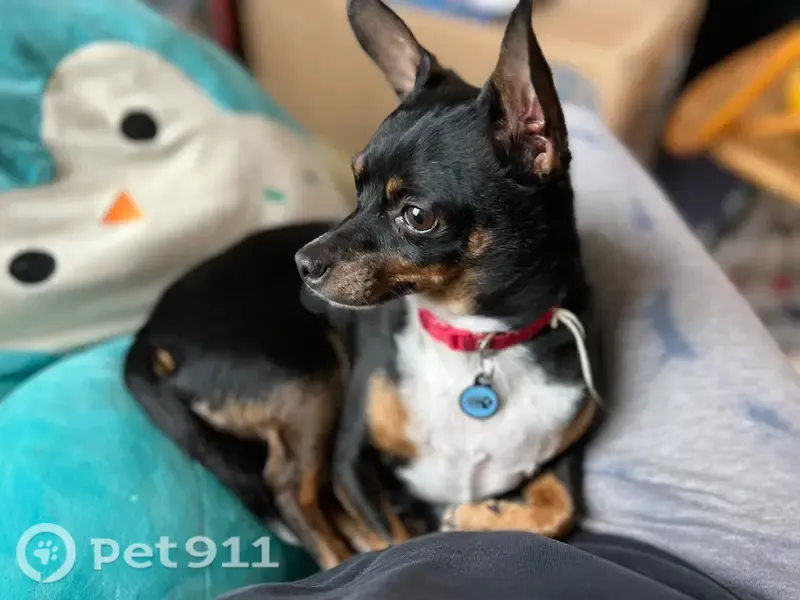 Lost dog, Forest Road, 7750, Cincinnati — male Min-Pin/Chihuahua mix - photo
