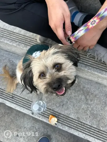 Lost male dog, Burton Street, 10576, Riverside, Vista — brown with black muzzle and ears - photo