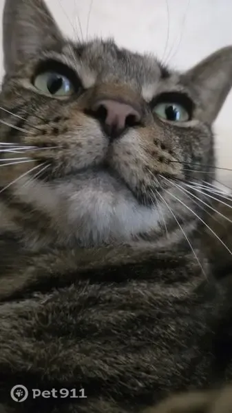 Lost cat, Kathy Circle, Jackson, Detroit — brown tabby with big yellow eyes - photo