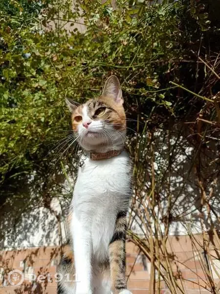 Gato perdido, hembra, Calle el Barrero, 12, Bormujos, Mairena del Aljarafe — tiene microchip - photo