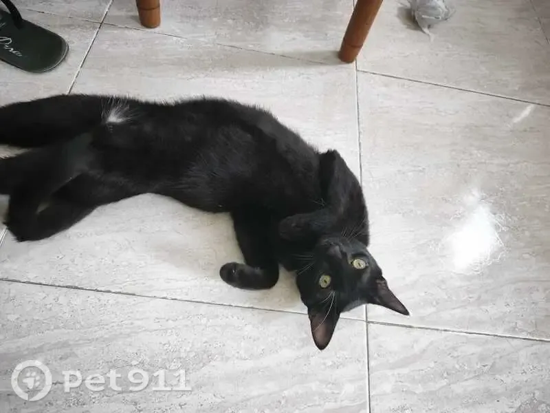 Gato perdido, Carrer de Miquel Paredes, 22, València, Mislata — manchas blancas en la tripa - photo