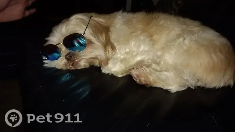 Lost dog, Lakemont Boulevard, Ohio, Columbus — female senior Shih Tzu, partially blind - photo