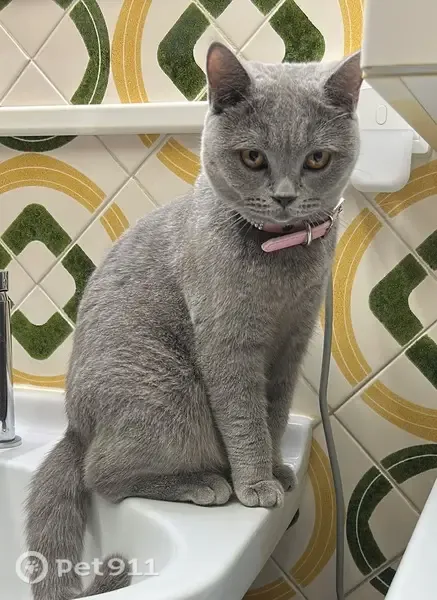 Gato perdido, Carrer de Sant Ferran, Amposta, Tortosa — collar rosa con piedrecitas - photo