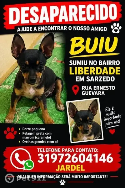 Cachorro perdido, Sarzedo, Minas Gerais — porte pequeno, pelagem preta com caramelo - photo