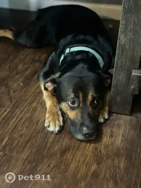 Lost dog, Butler Road, Fort Wayne — male, black with brown spots - photo