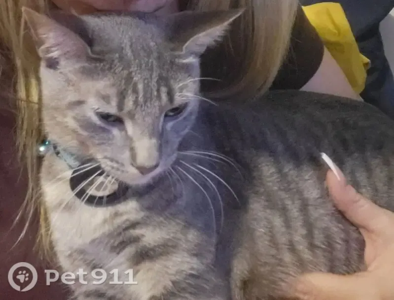 Lost cat, Evergreen Trail, 21678, Rogers, Arlington — male, very friendly - photo