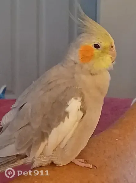 Lost bird, Key Biscayne, Florida, Key Biscayne — female with orange cheek marks - photo